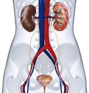 Kidney Transplant and Surgery and Urology