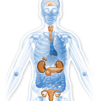 Endocrine Diseases and Surgery and Diabetes