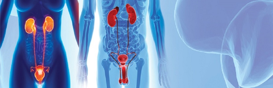 Kidney and Urology Diseases