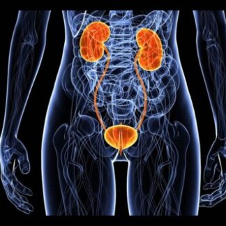 Kidney and Urology Diseases